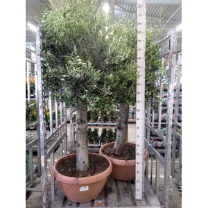Olea europaea