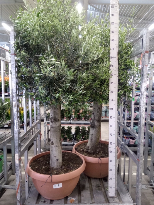 <h4>Olea europaea</h4>