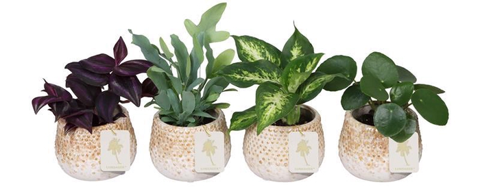 <h4>L 67278  Green MIX 6 cm</h4>