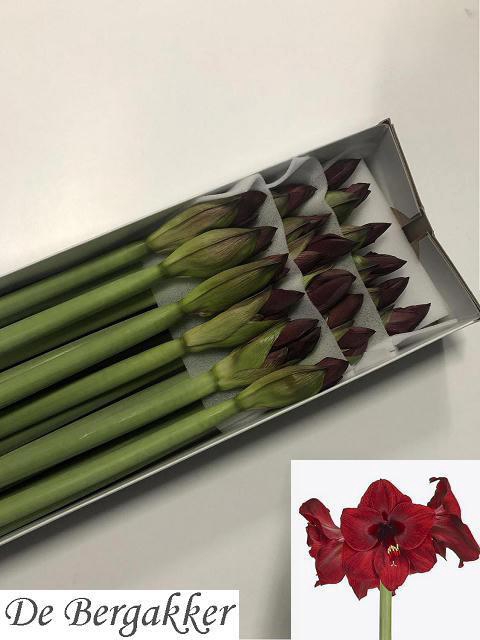 <h4>HIPP GA RED REALITY</h4>