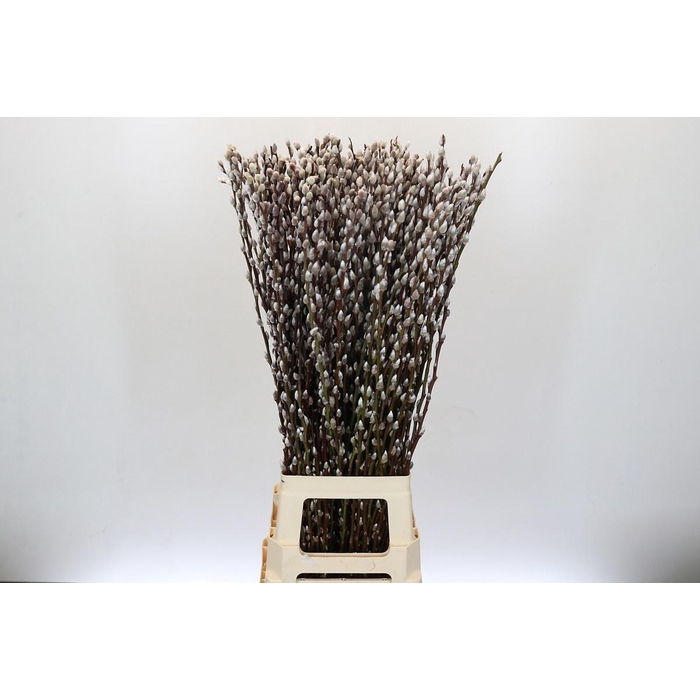 <h4>SALIX  SN FLA KLB H%</h4>