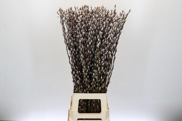 <h4>SALIX SN FLA KLB H%</h4>