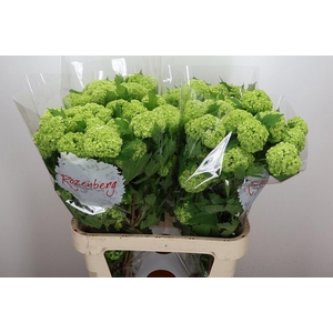 Viburnum Roseum St 80cm 4bal