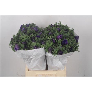 Anemone Mistral Blue