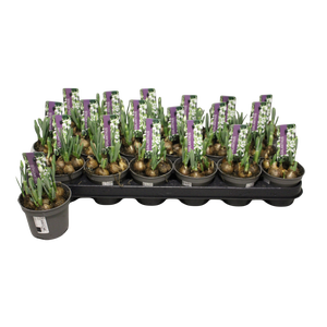 Bol op pot Galanthus (sneeuwklokje) P9