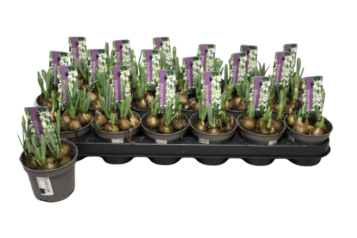 <h4>Bol op pot Galanthus (sneeuwklokje) P9</h4>