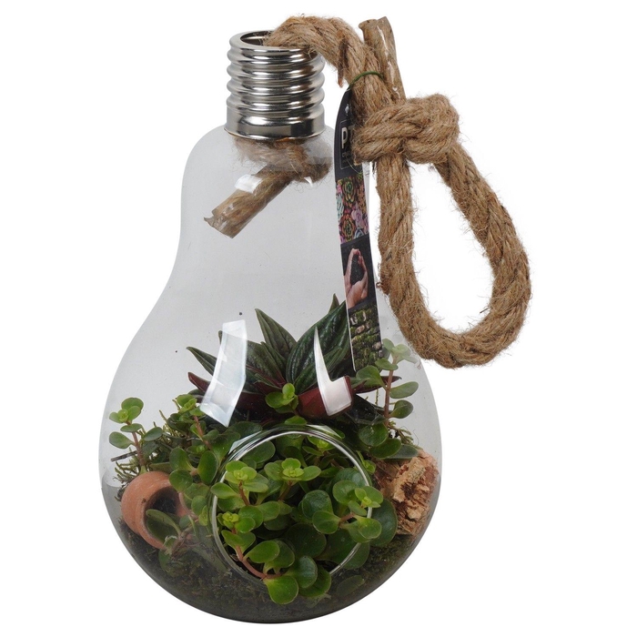 <h4>PTGIG2119 Arrangement Greens in glass in glazen terrarium</h4>