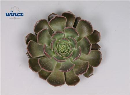 <h4>Echeveria Bron Rose Cutflower Wincx-5cm</h4>