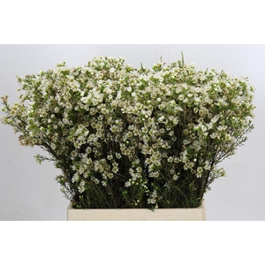 Chamelaucium Crystal Pearl