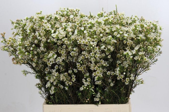 <h4>Chamelaucium Crystal Pearl</h4>