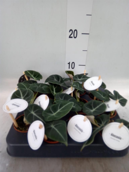 <h4>Alocasia  'Black Velvet'</h4>