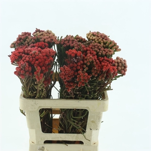 Brunia Natural Red