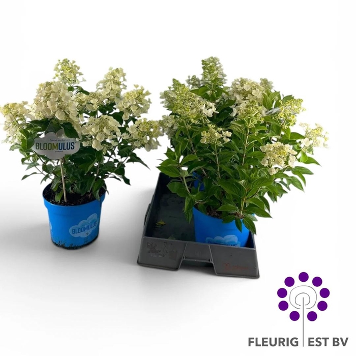 <h4>HYDR PA BLOOM CUMULU</h4>
