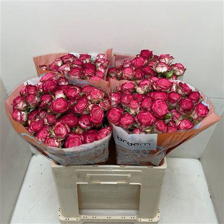 <h4>R Tr Vanessa</h4>