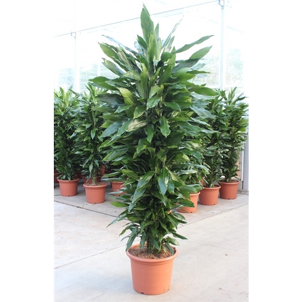 <h4>Dracaena Janet Lind</h4>