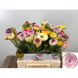 RAN ANDREA CAPPUCCIN