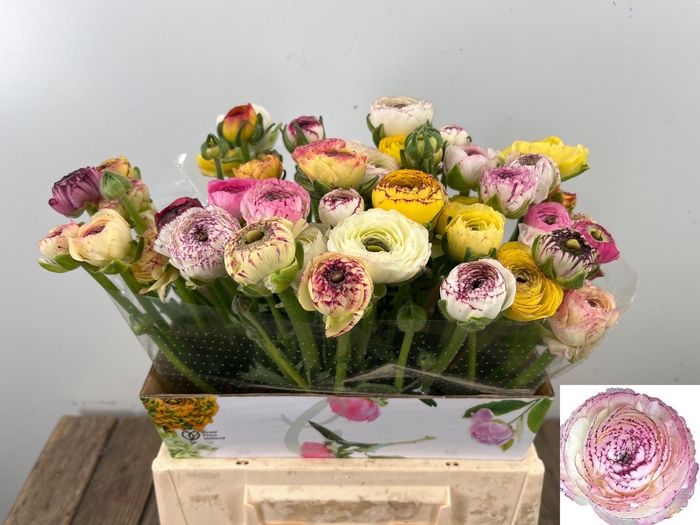 <h4>RAN ANDREA CAPPUCCIN</h4>