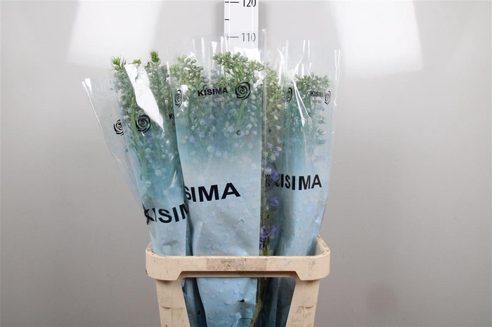 <h4>Delph Du Guard Blue</h4>