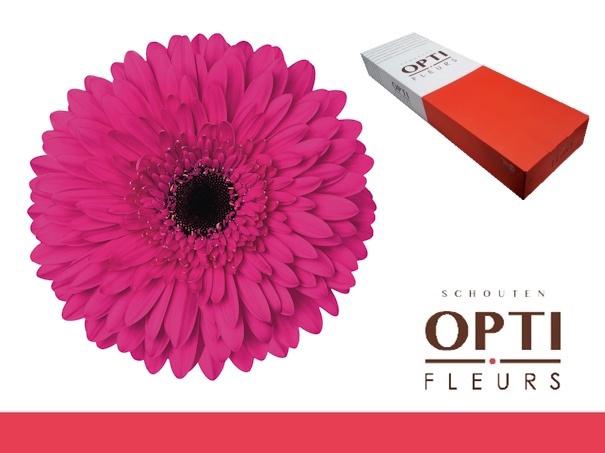 <h4>Gerbera Madeira Doos</h4>