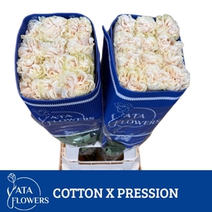 R Gr Cotton X Pression