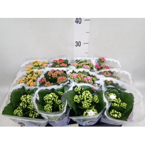 Kalanchoe blos.   ..rosebud mix  5