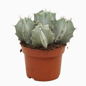 Cereus