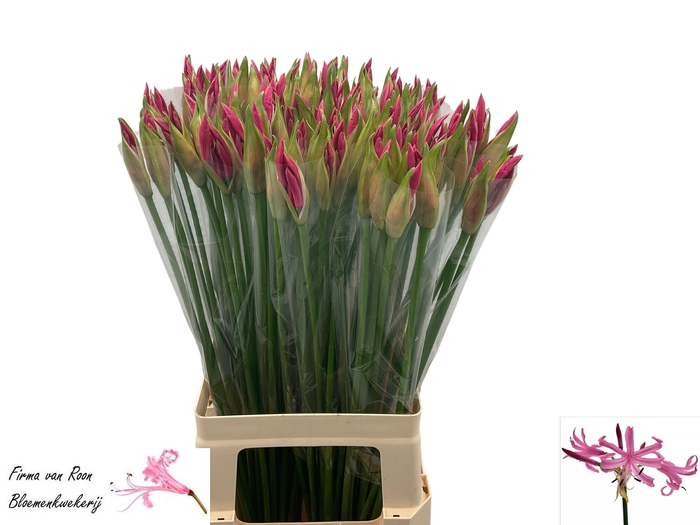 <h4>NE BO RAS VAN ROON</h4>