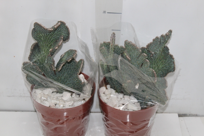 <h4>CACTUS PRAECEREUS EUCHLORUS P17</h4>