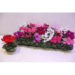 arr8 Cycl Kl Sup Micro