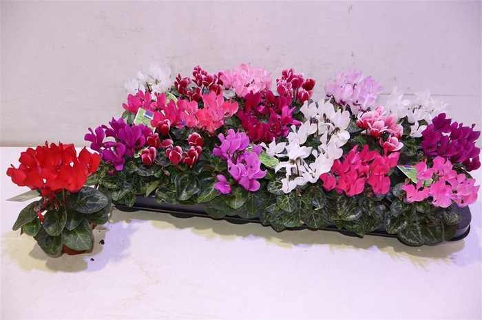 <h4>arr8 Cycl Kl Sup Micro</h4>