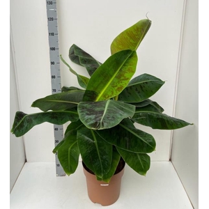 MUSA DWARF CAVENDISH