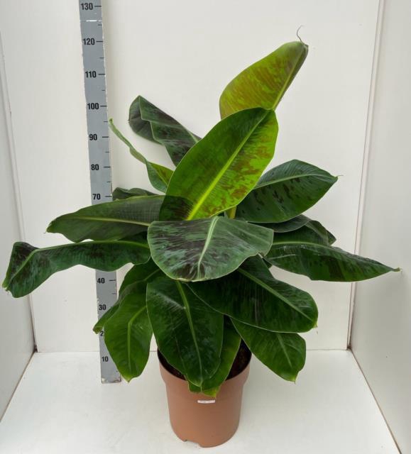 <h4>MUSA DWARF CAVENDISH</h4>