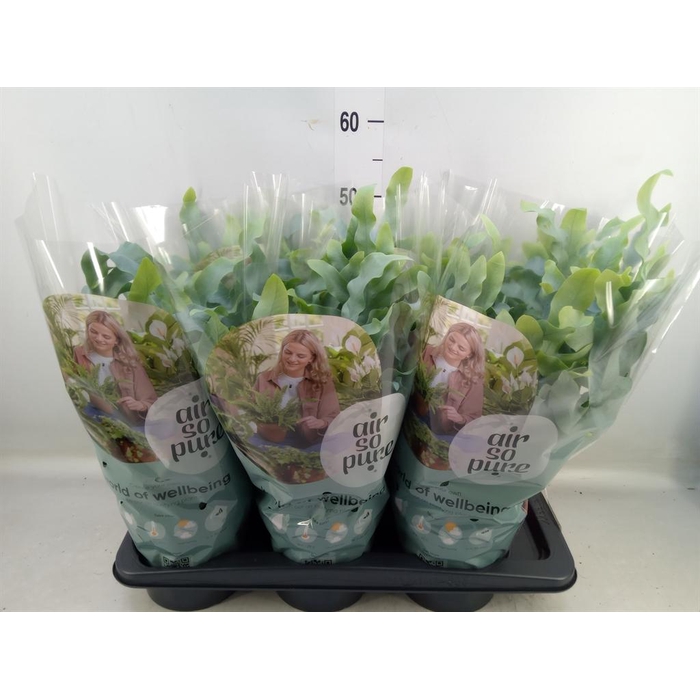 <h4>Phlebodium aureum 'Blue Star'</h4>