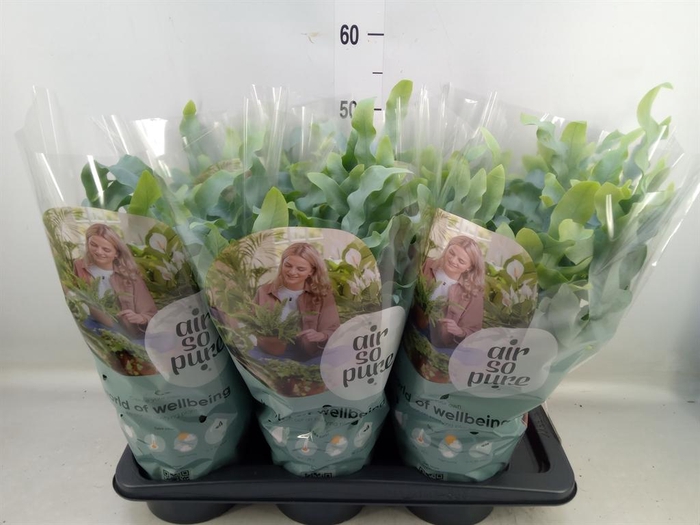 Phlebodium aureum 'Blue Star'