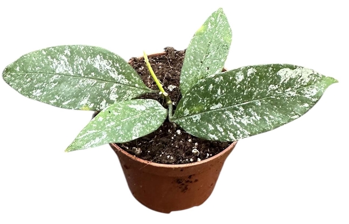 <h4>Hoya Multiflora Silver Splash</h4>