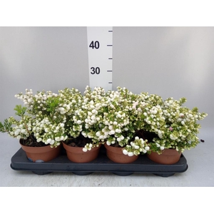 Gaultheria   ...white berry