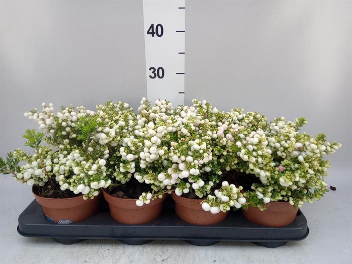 Gaultheria   ...white berry