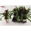 Guzmania Paulina