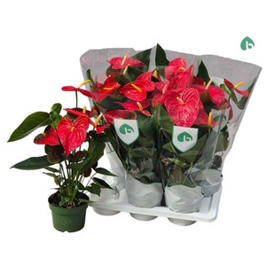 Anthurium Andreanum Grp Arebo