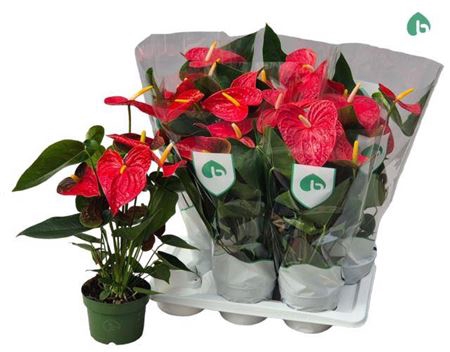 <h4>Anthu An Arebo 6 Bloemen+</h4>
