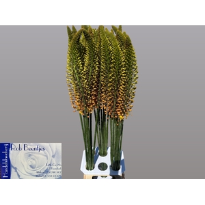 EREMURUS ORANGE PRIN
