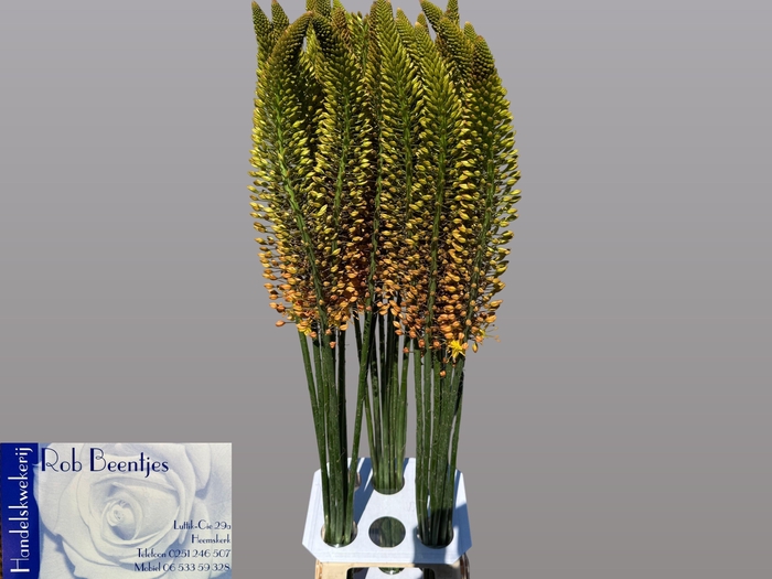 <h4>EREMURUS ORANGE PRIN</h4>