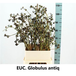 EUCA GLOBULUS LARGE P STEM*