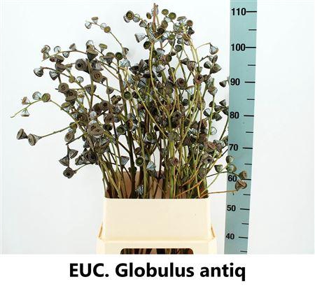 <h4>EUCA GLOBULUS LARGE P STEM*</h4>