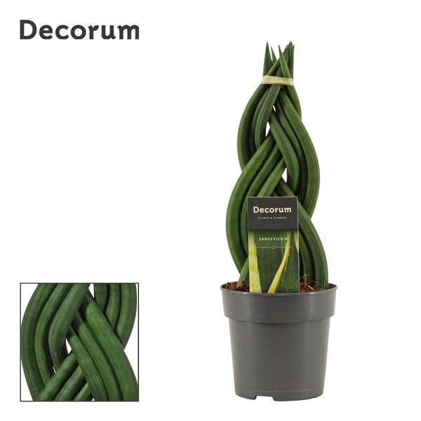 <h4>Sansevieria Cylindrica 12 cm Braid (Decorum)</h4>