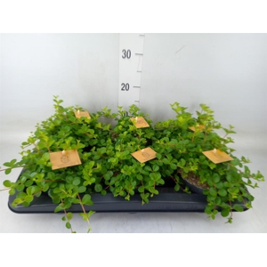 Peperomia rotundifolia