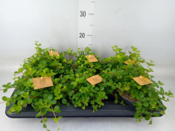 <h4>Peperomia rotundifolia</h4>