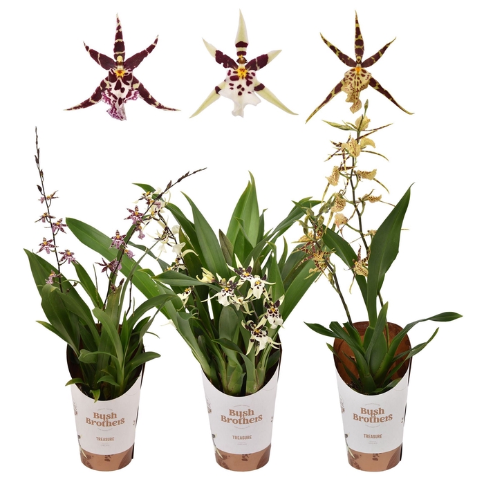 <h4>Oncidium</h4>