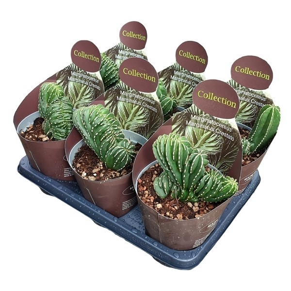 <h4>MARGINATOCEREUS MARGINATUS CRESTATO - POT Ø 14 WITH POTCOVER (CACTUS)</h4>