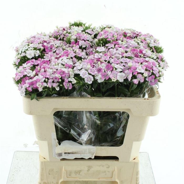<h4>Di Barb Amazon Pink Magic Super</h4>